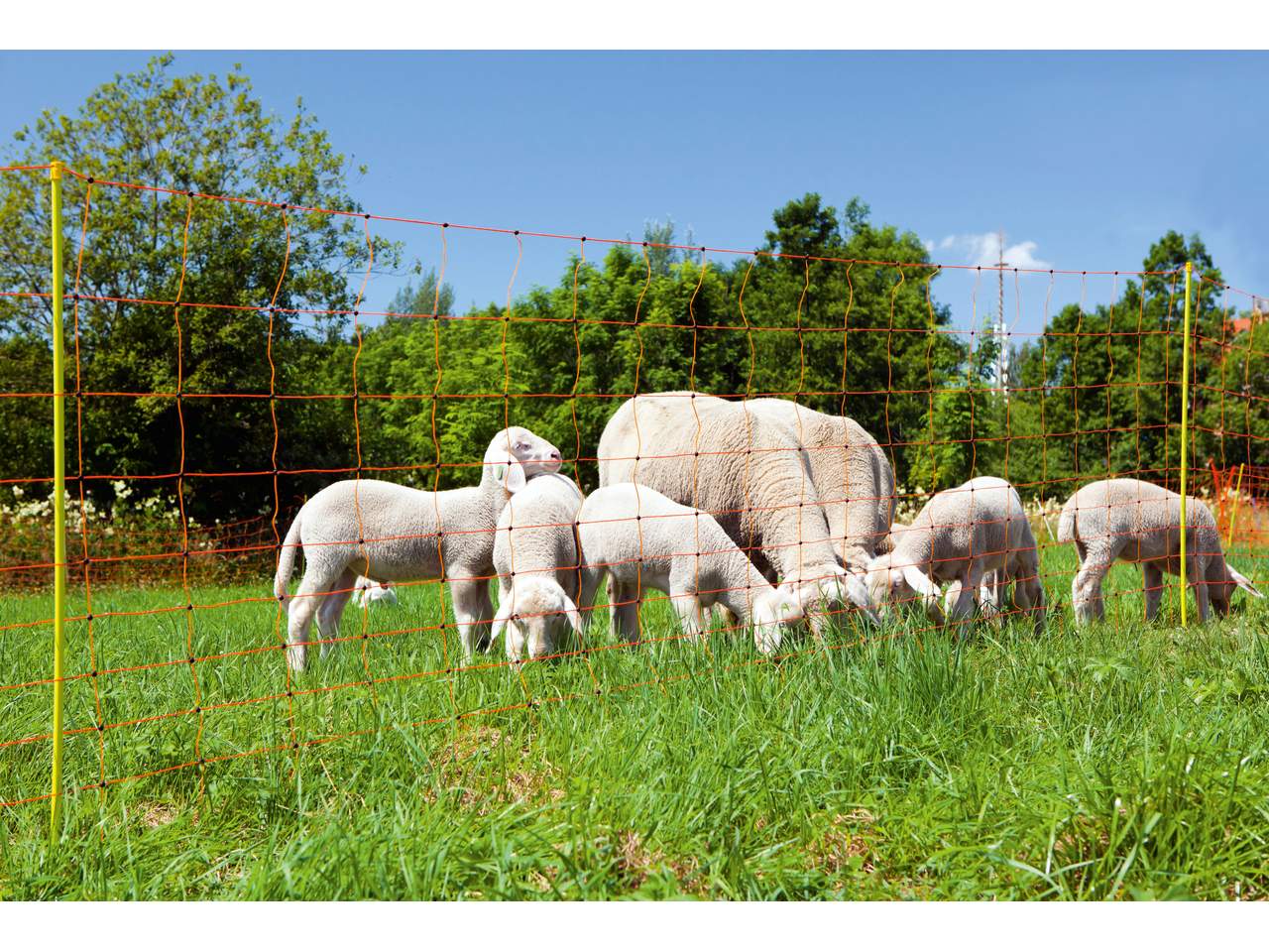 Sheep Netting ClassicNet - Image 1 of 5