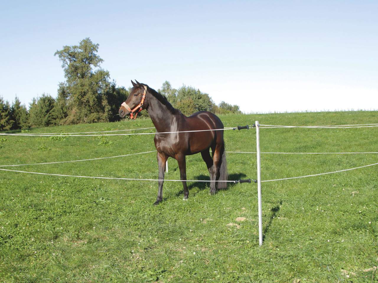 Tournament / Paddock Set 7 x 7 m - Image 3 of 3