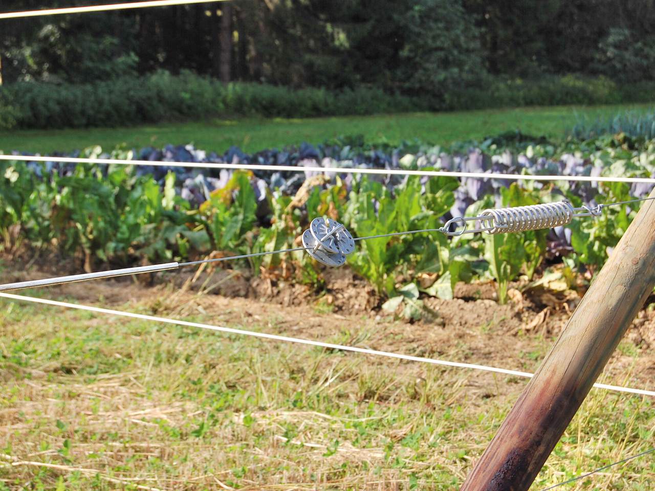 Premium Horse Wire - Image 10 of 25