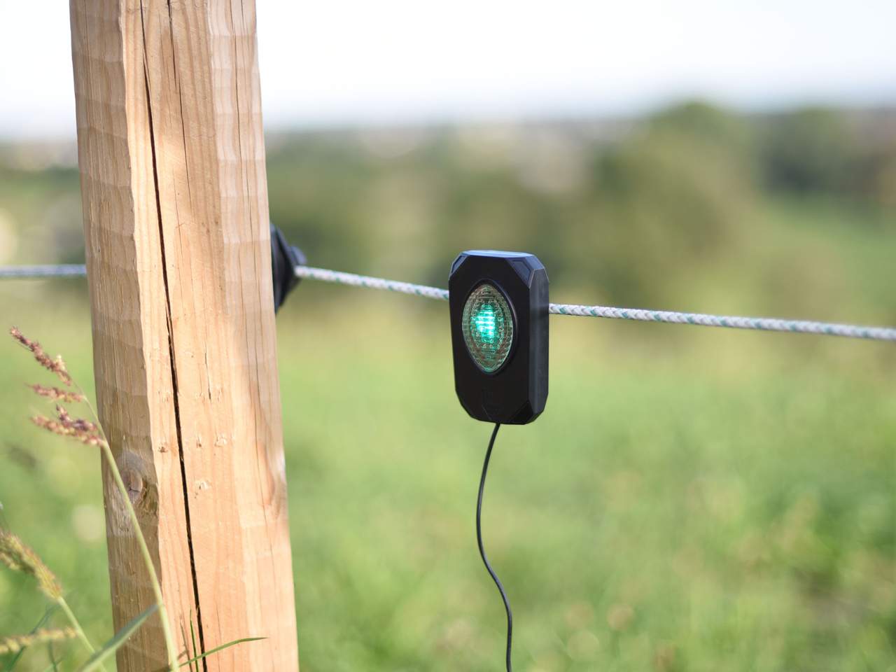 Pulse Flash - Image 5 of 5