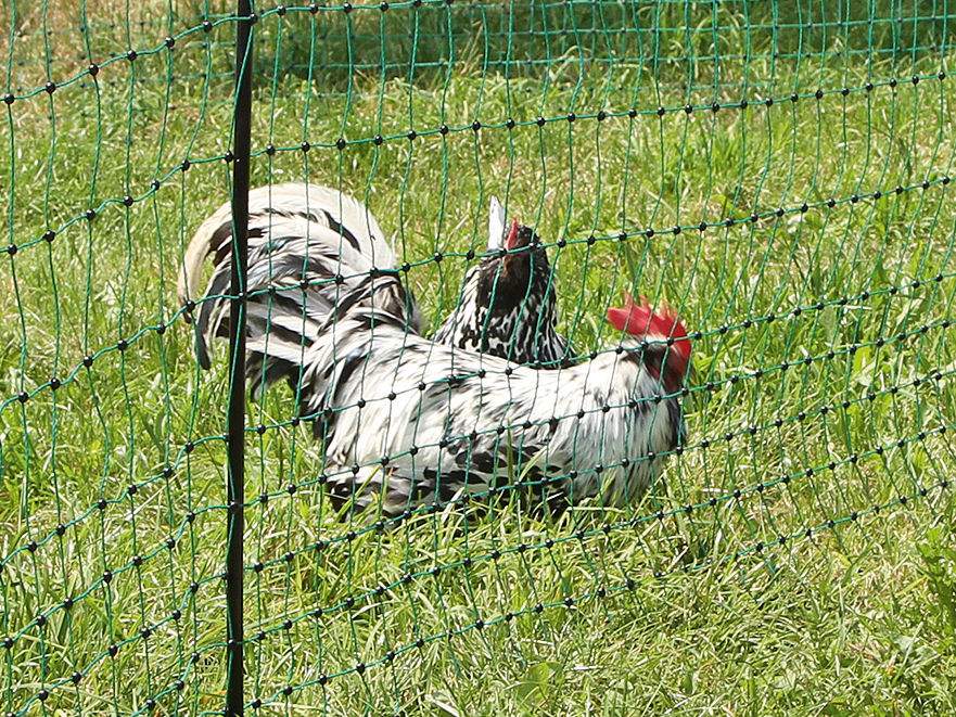 Poultry Netting - Image 9 of 15
