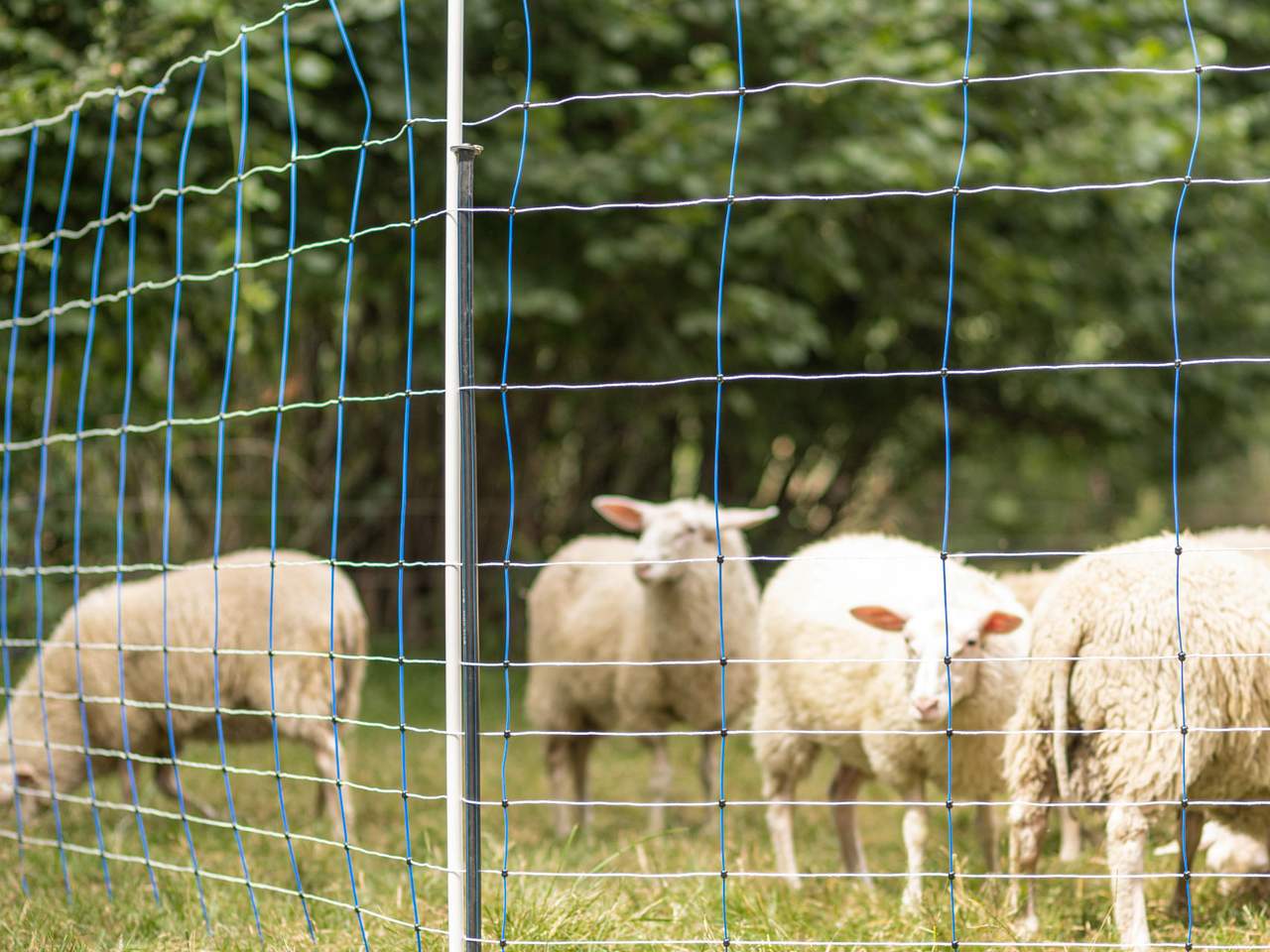 Support Post for Field Netting - Image 13 of 21