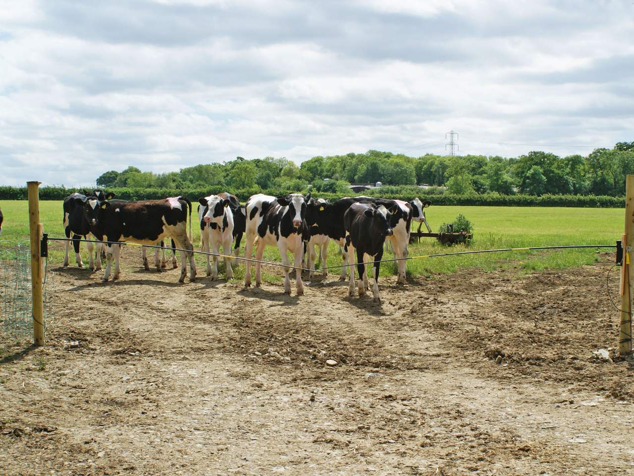 Electric Cattle Gate Electro Gate - Image 9 of 15