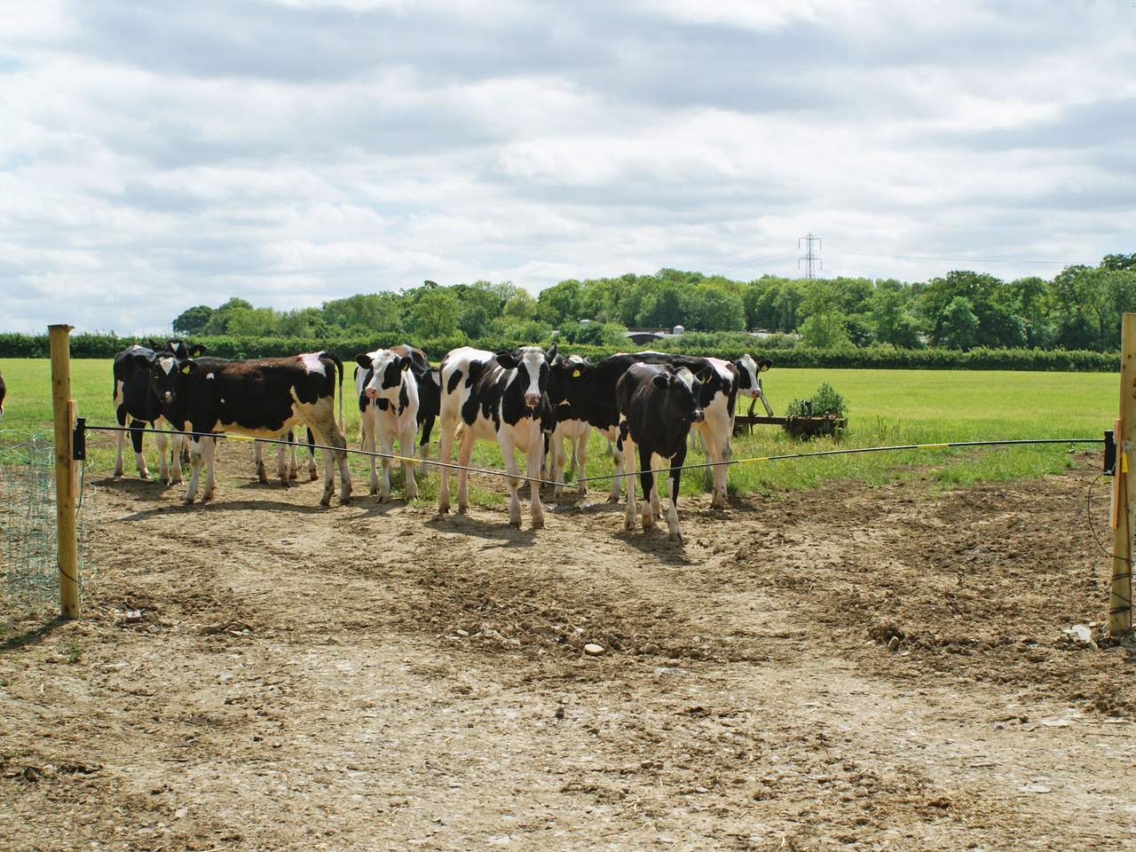 Electric Cattle Gate Electro Gate - Image 9 of 15