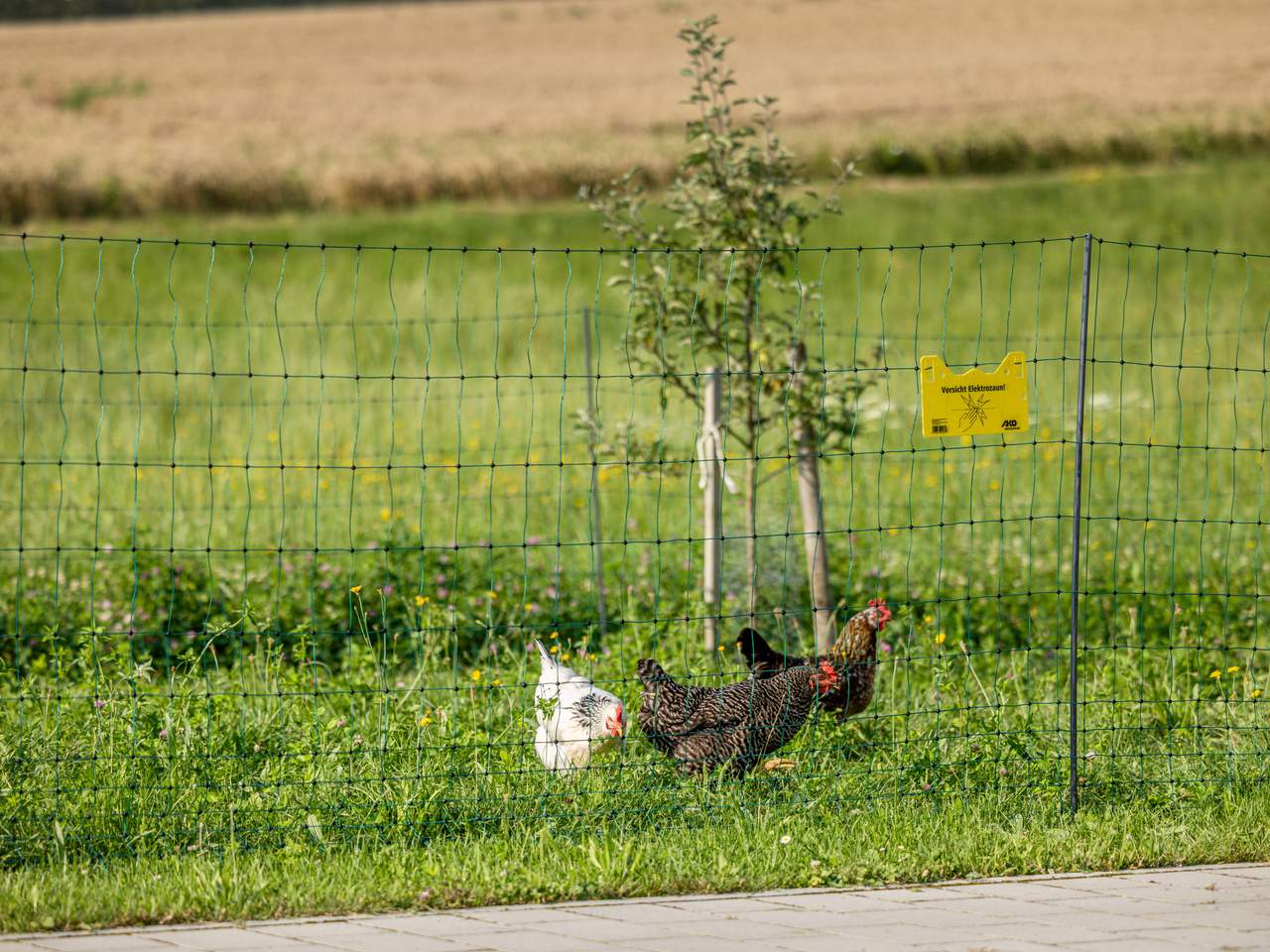 Premium Poultry Net - Image 20 of 20