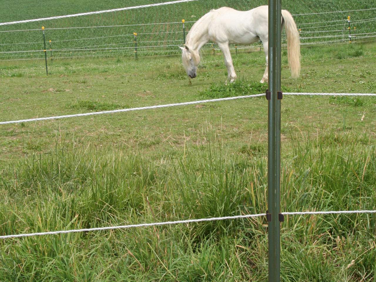 Metal Post T-Post - Image 12 of 12