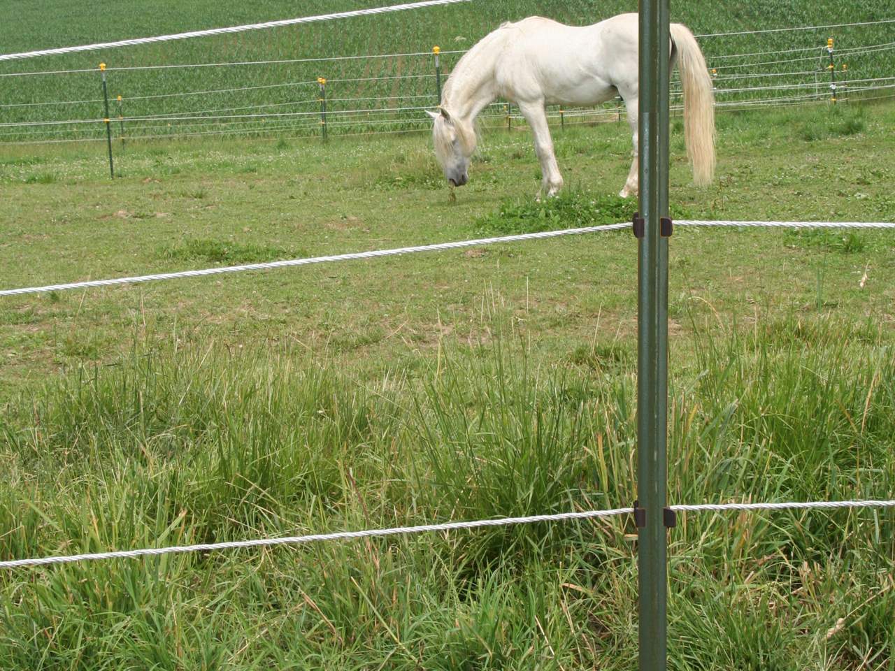 Metal Post T-Post - Image 12 of 12