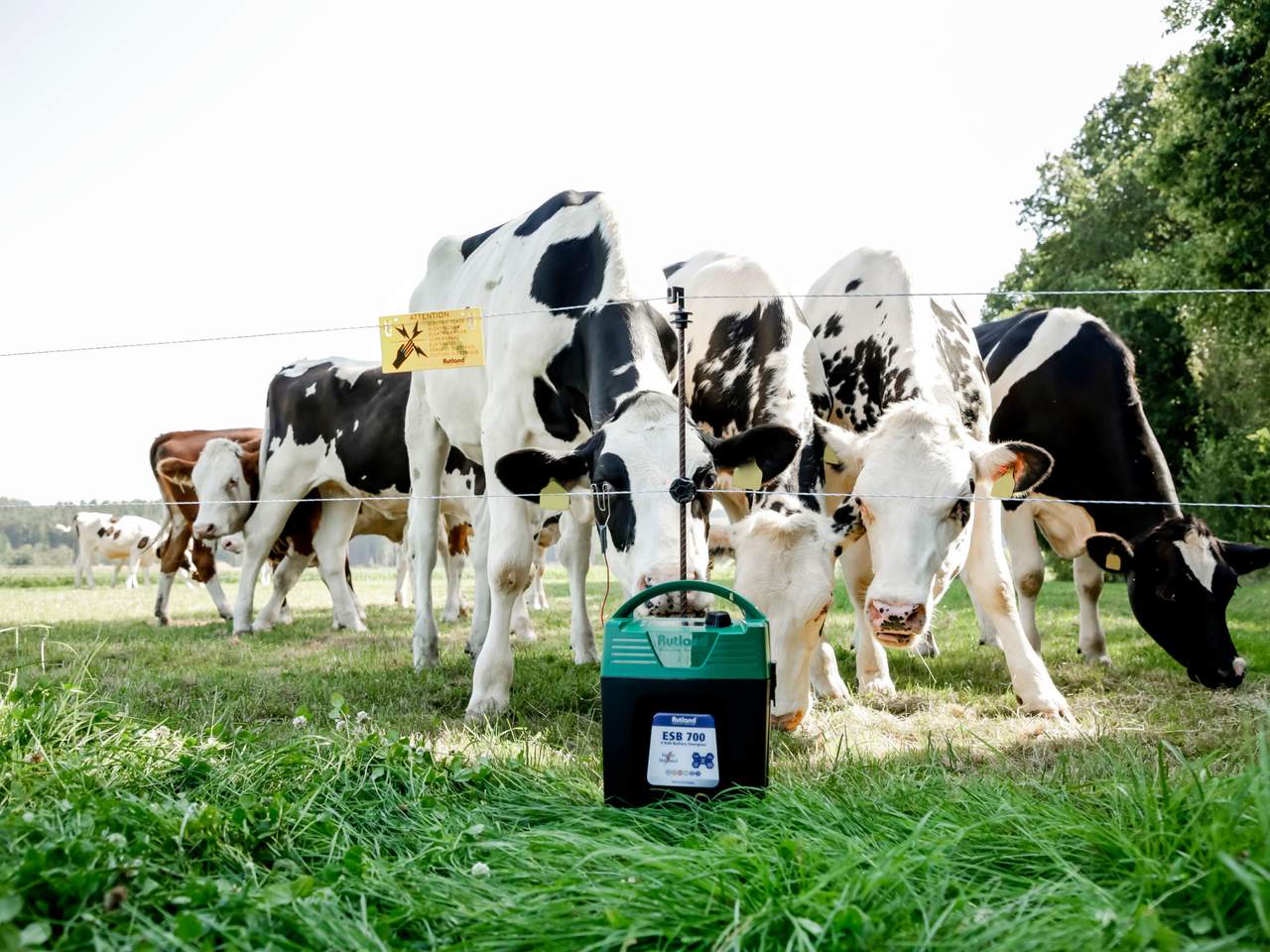 ESB 700 - Image 8 of 11