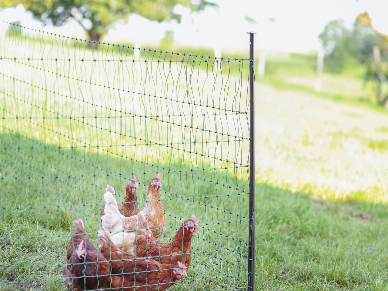 Support Post for Field Netting - Image 9 of 21