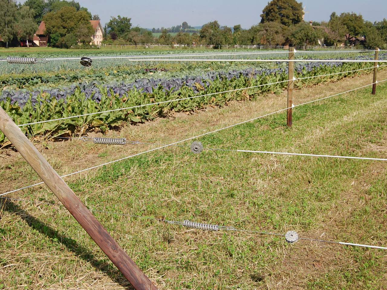 Premium Horse Wire - Image 23 of 25