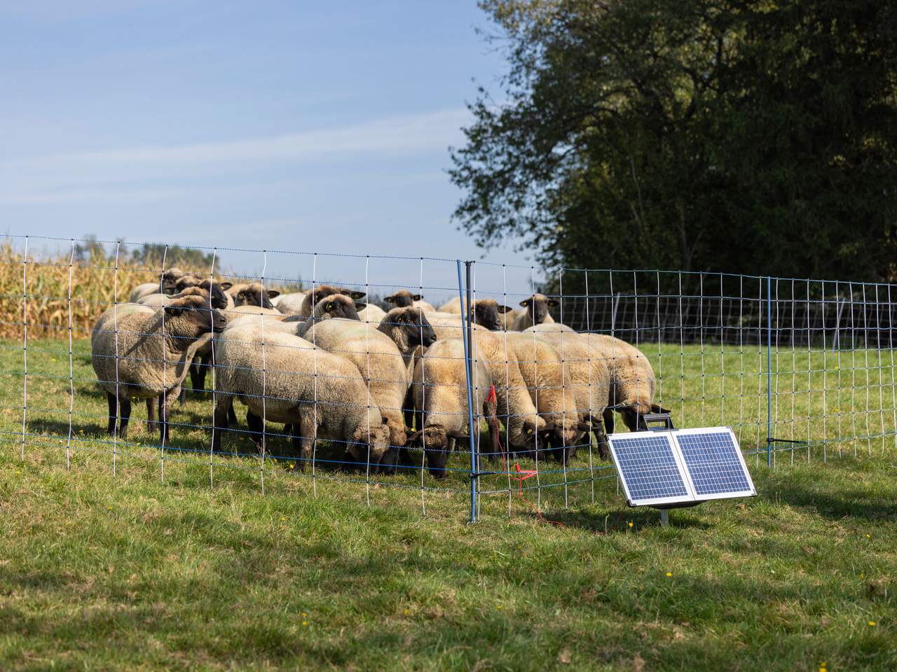 Support Post for Field Netting - Image 18 of 21