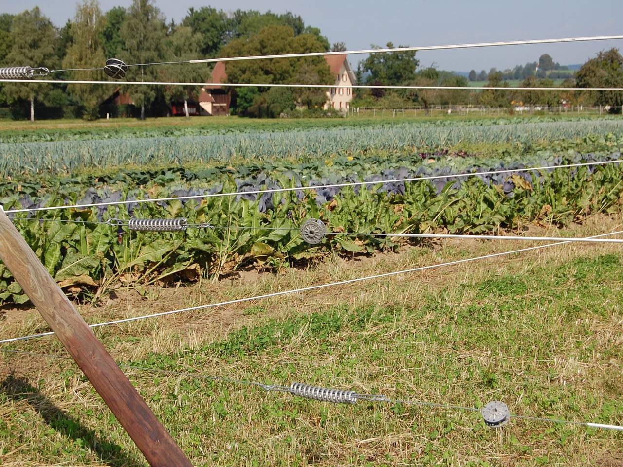 Premium Horse Wire - Image 25 of 25