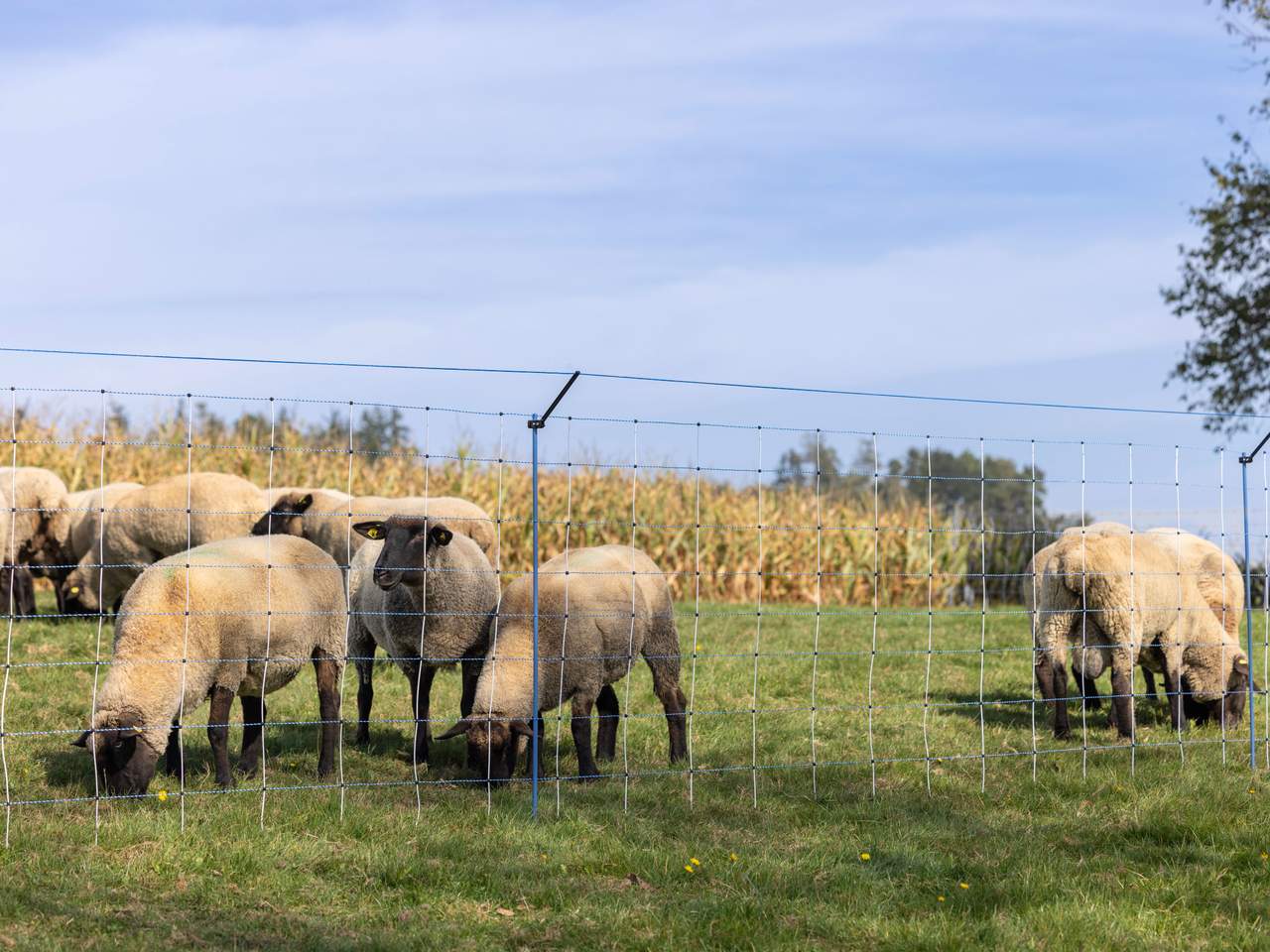 Supplementary Set for Pasture Nets WolfStop - Image 8 of 15