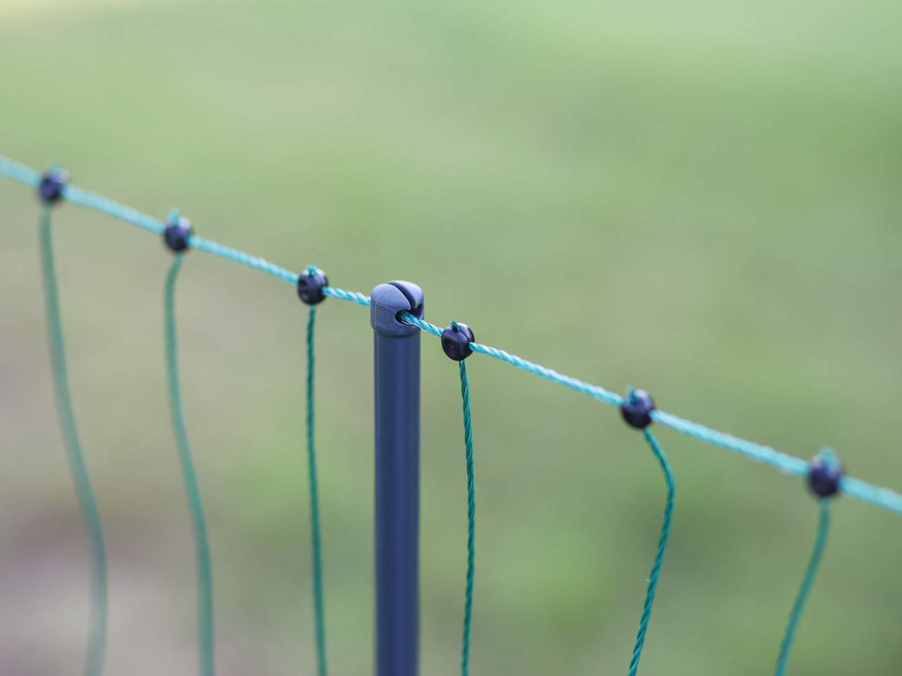 Premium Poultry Net - Image 14 of 20