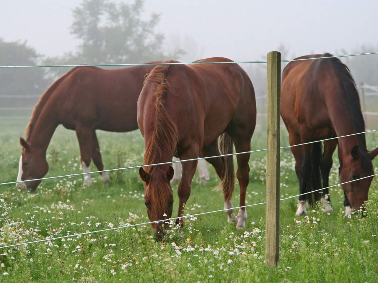 Premium Horse Wire - Image 9 of 25