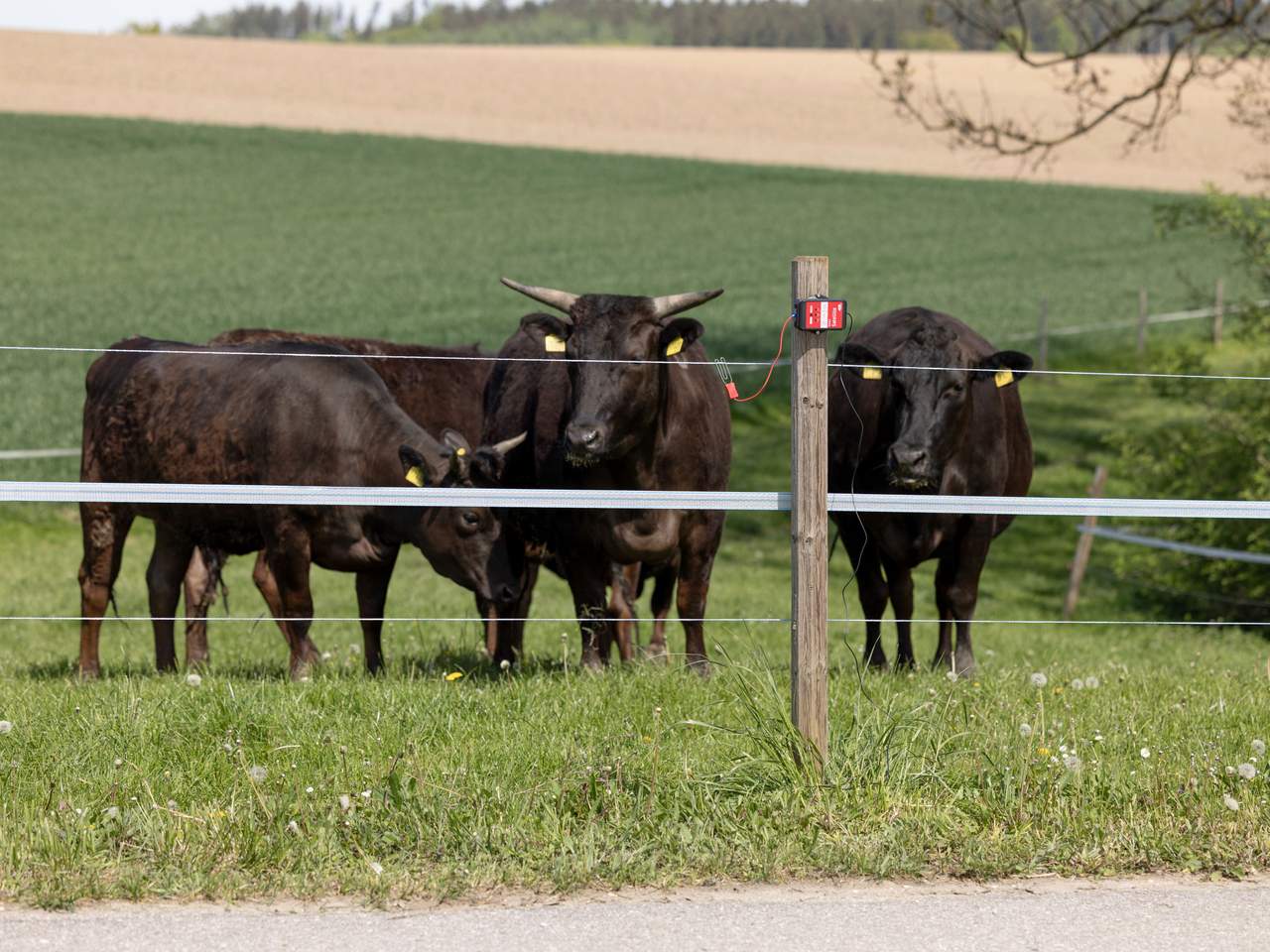 AKO Smart Satellite - Image 9 of 18