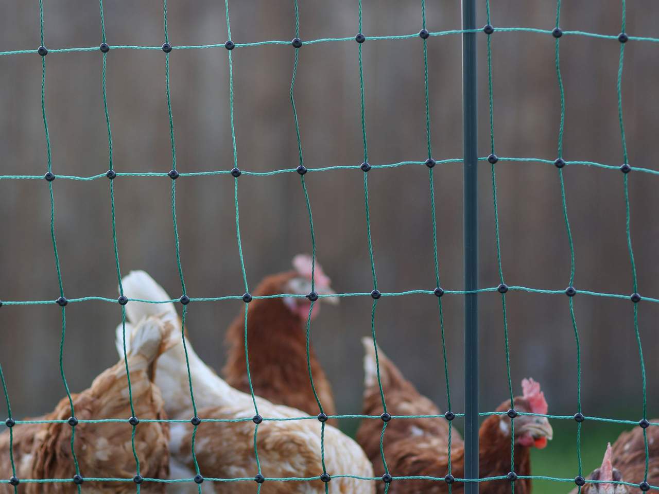 Premium Poultry Net - Image 15 of 20