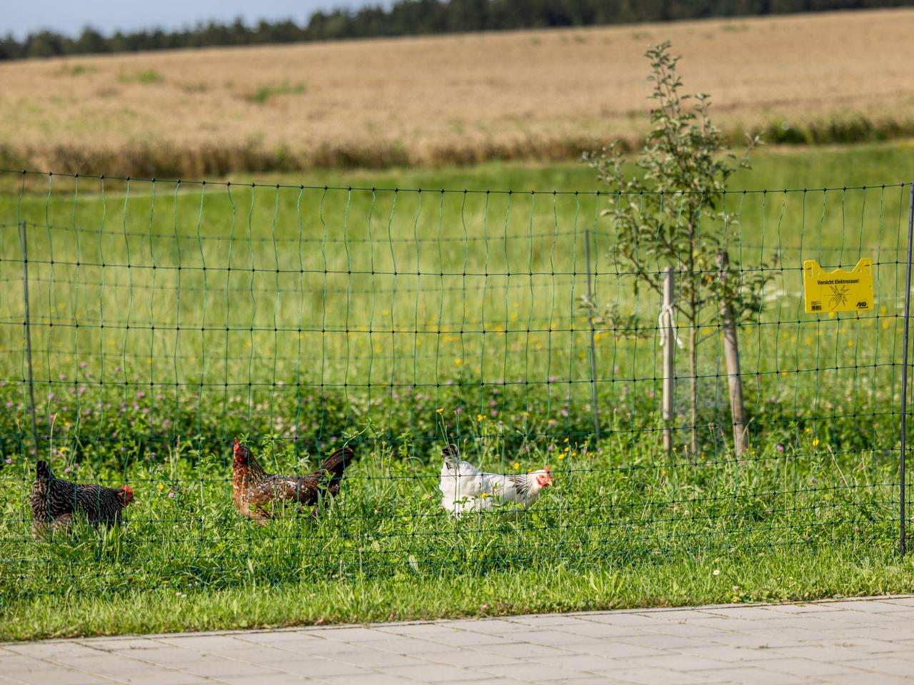 Premium Poultry Net
