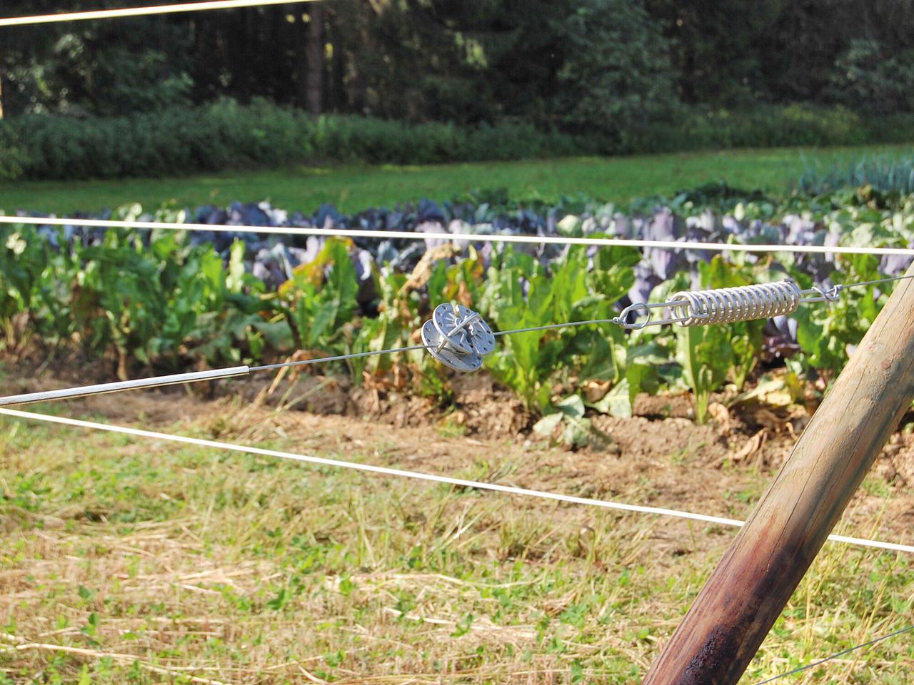 Premium Horse Wire
