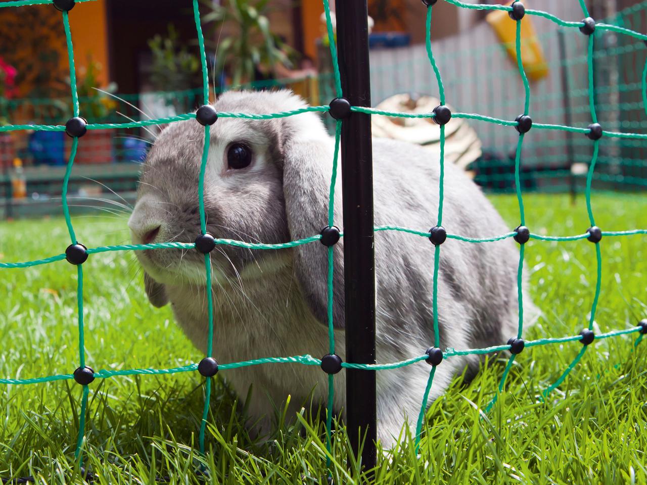 Rabbit Netting