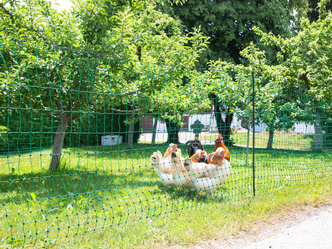 Poultry Netting