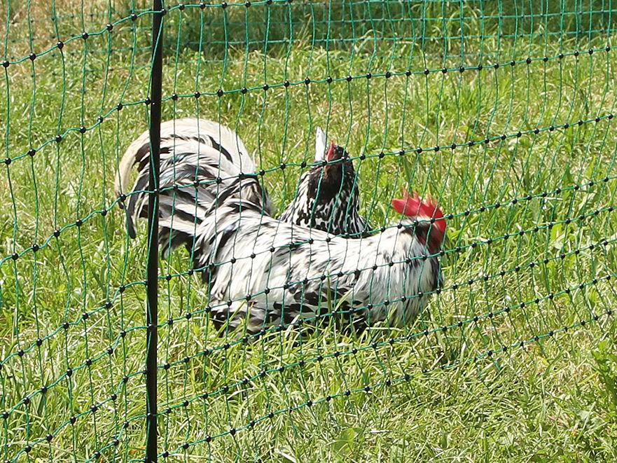 Poultry Netting