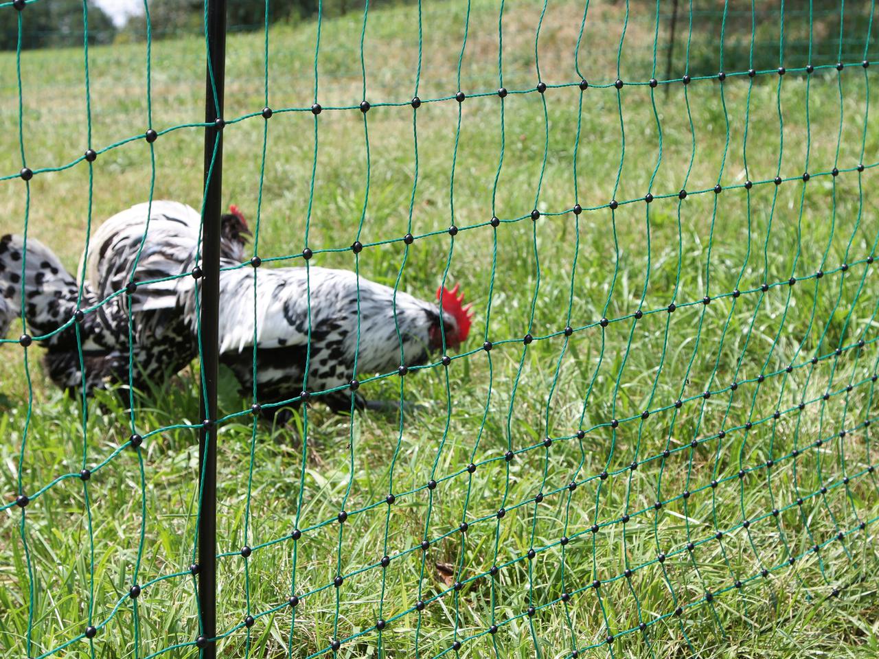 Poultry Netting