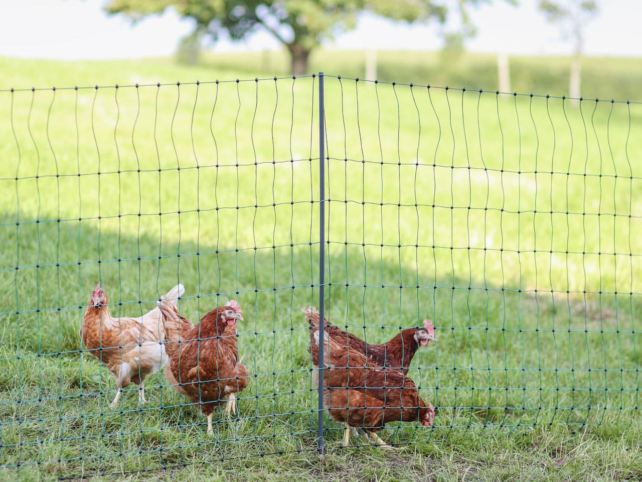 Premium Poultry Net