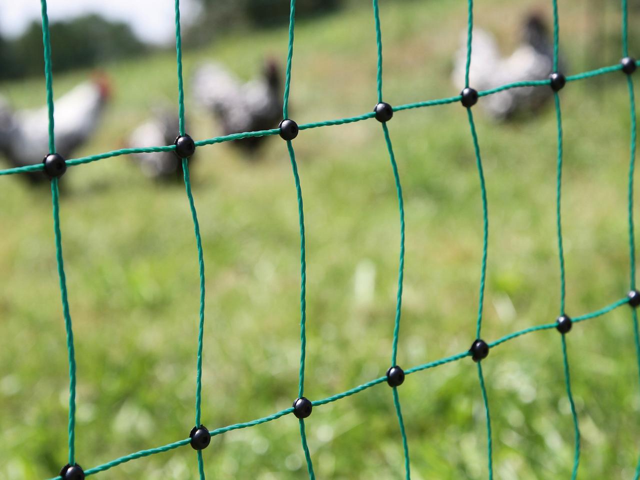 Poultry Netting