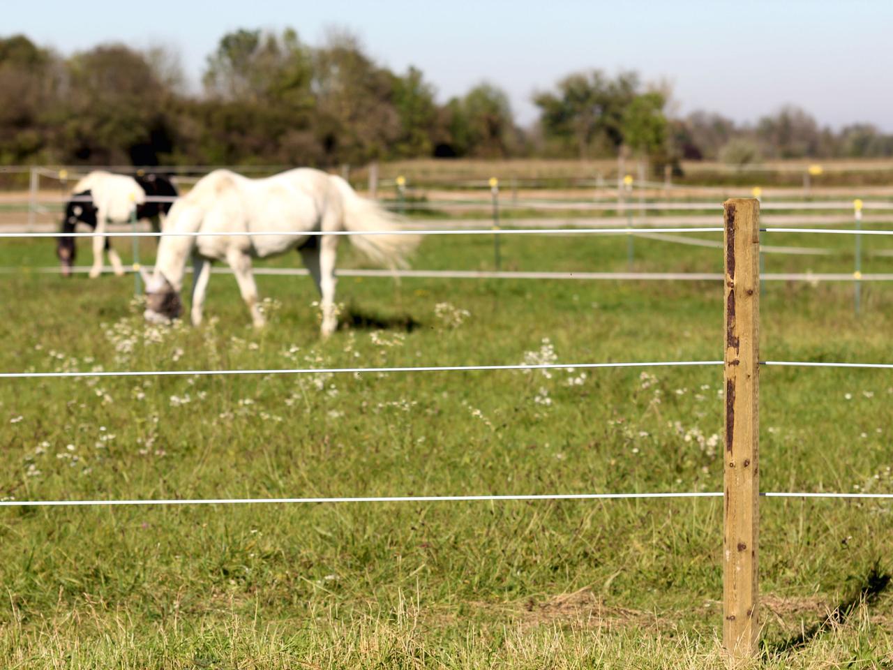 Premium Horse Wire