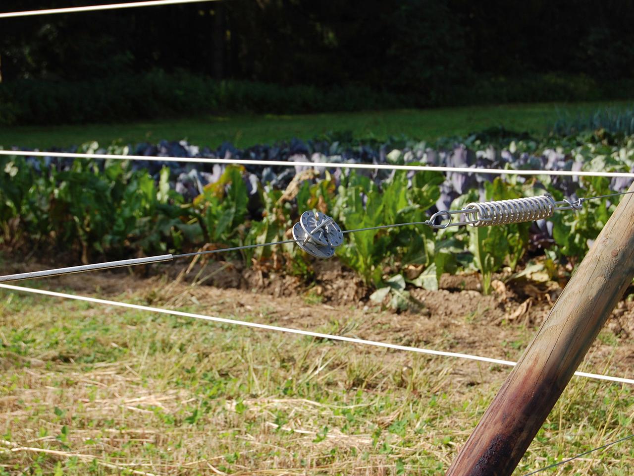 Premium Horse Wire