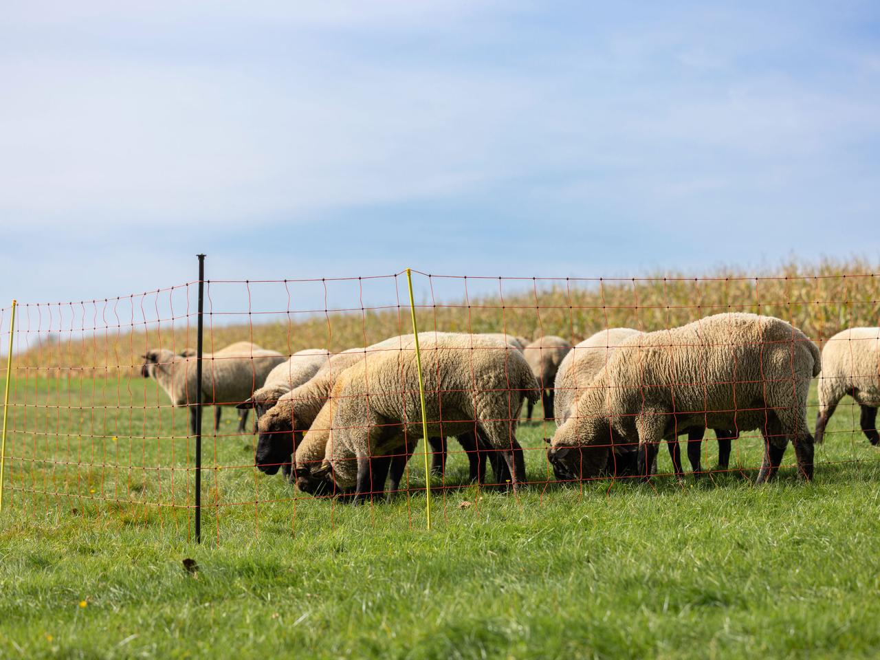 Support Post for Field Netting