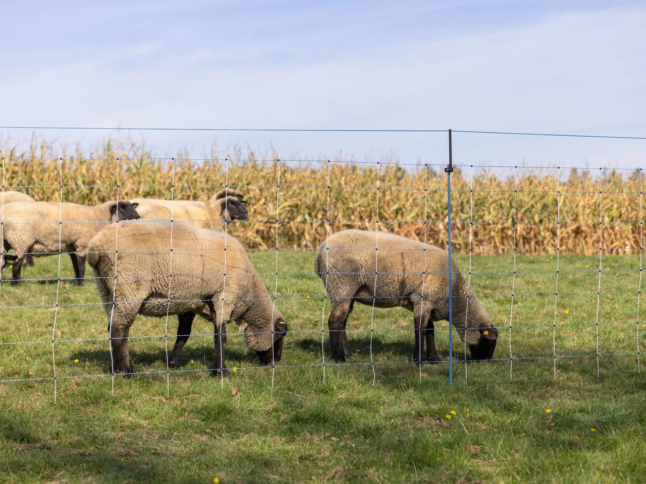 Supplementary Set for Pasture Nets WolfStop