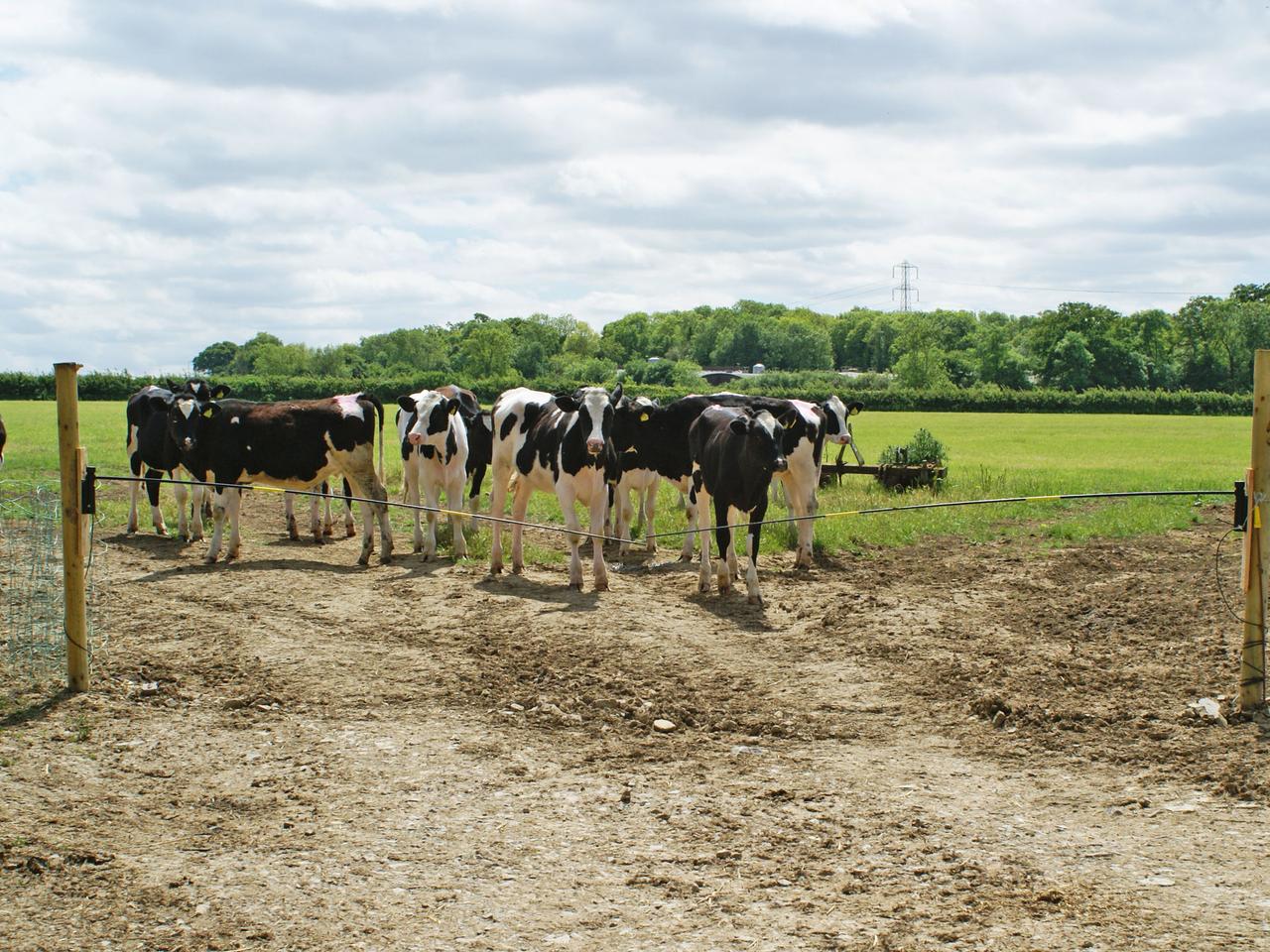 Electric Cattle Gate Electro Gate