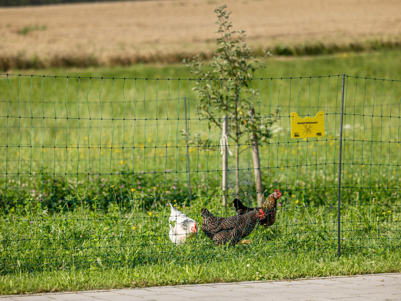 Premium Poultry Net