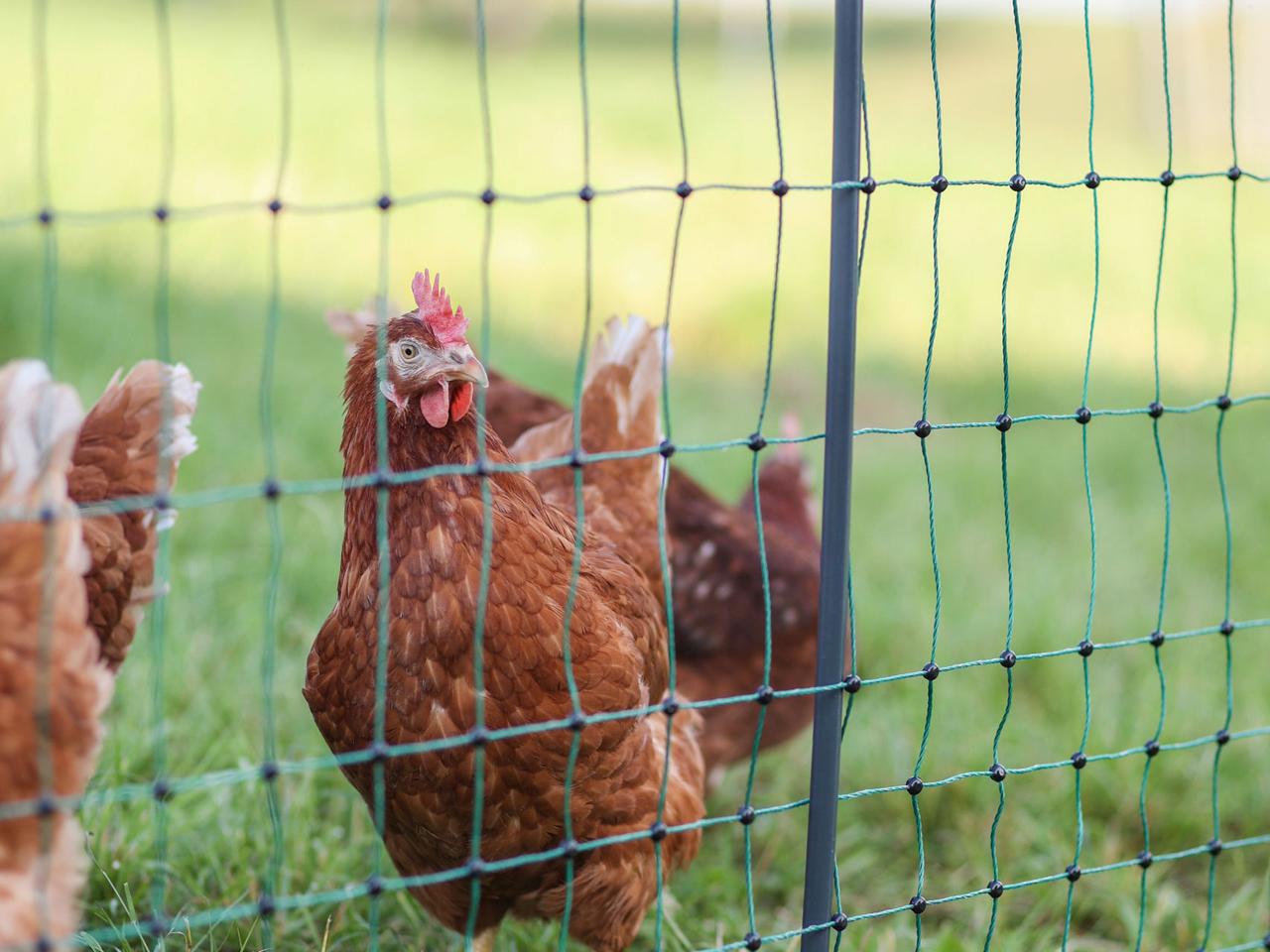 Premium Poultry Net