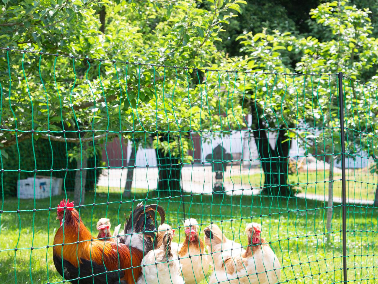 Poultry Netting