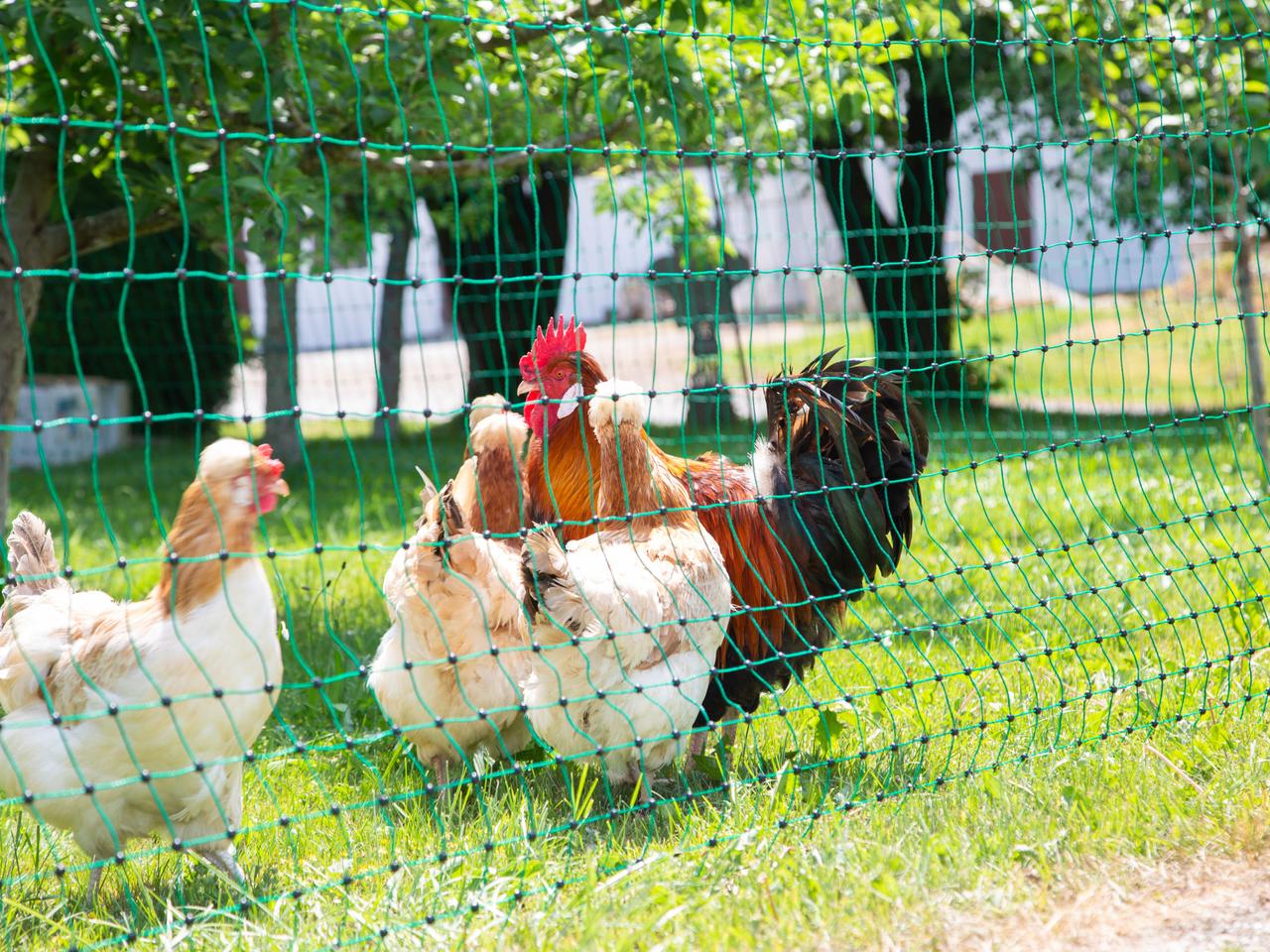 Poultry Netting