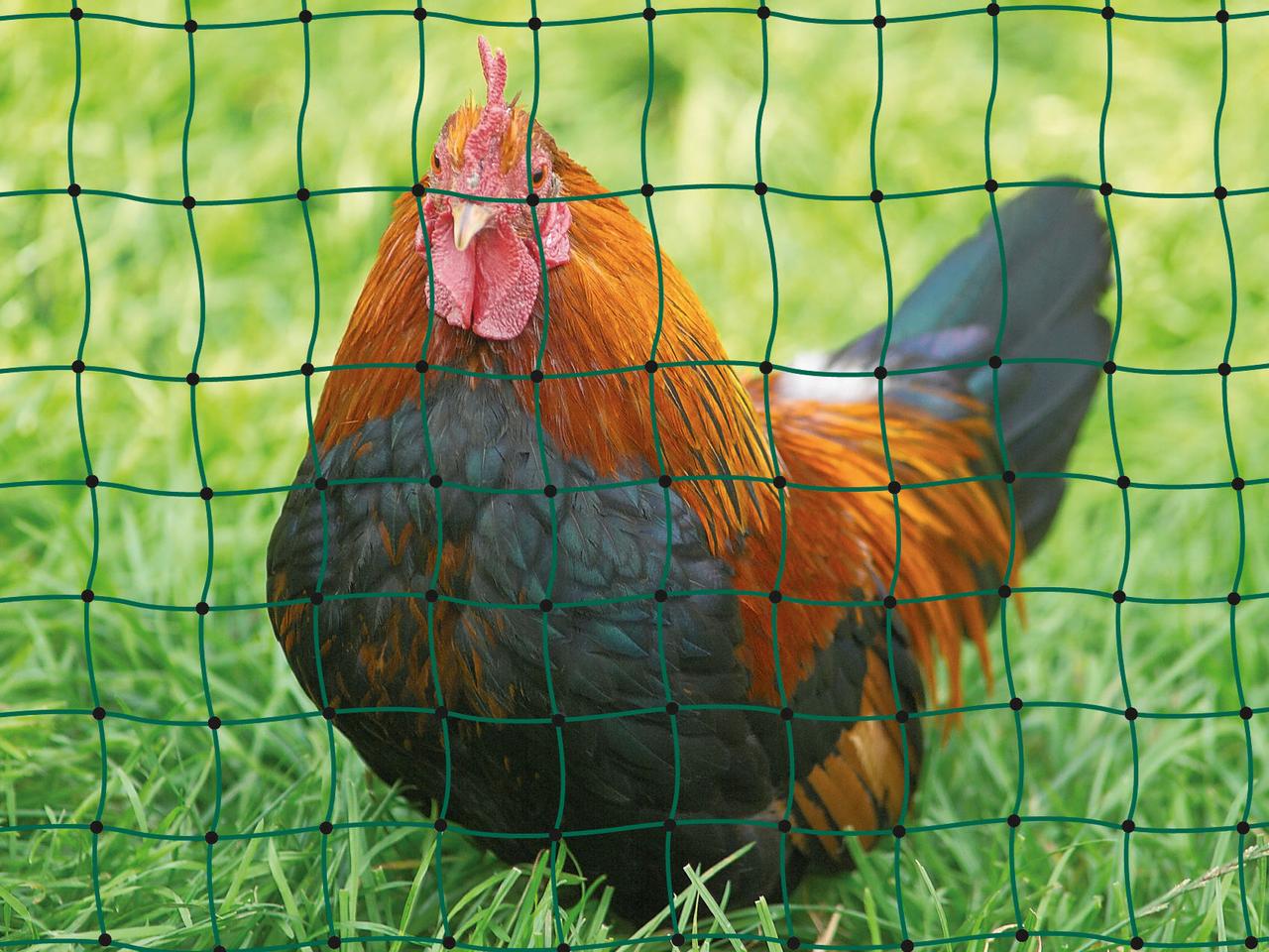 Poultry Netting