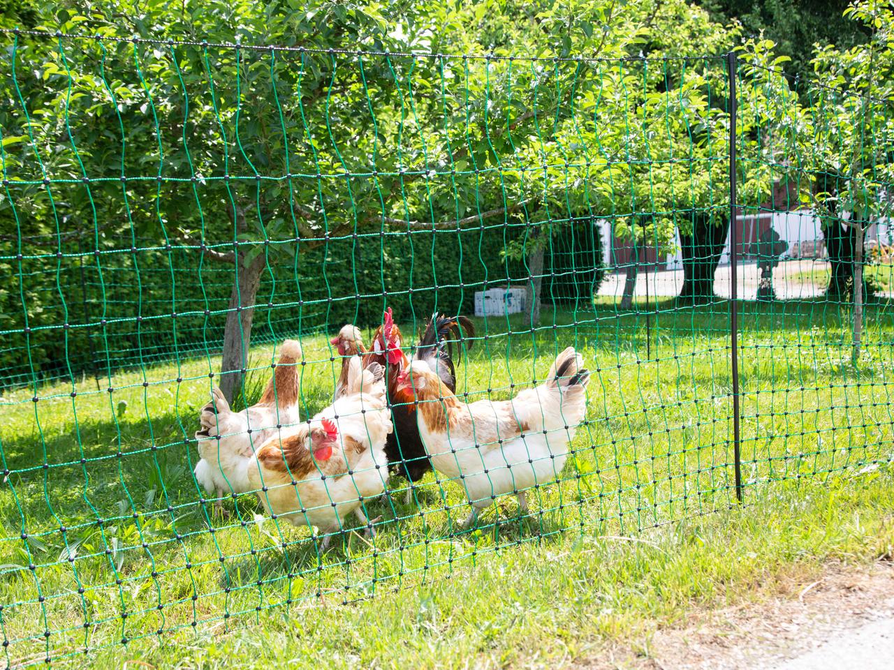 Poultry Netting
