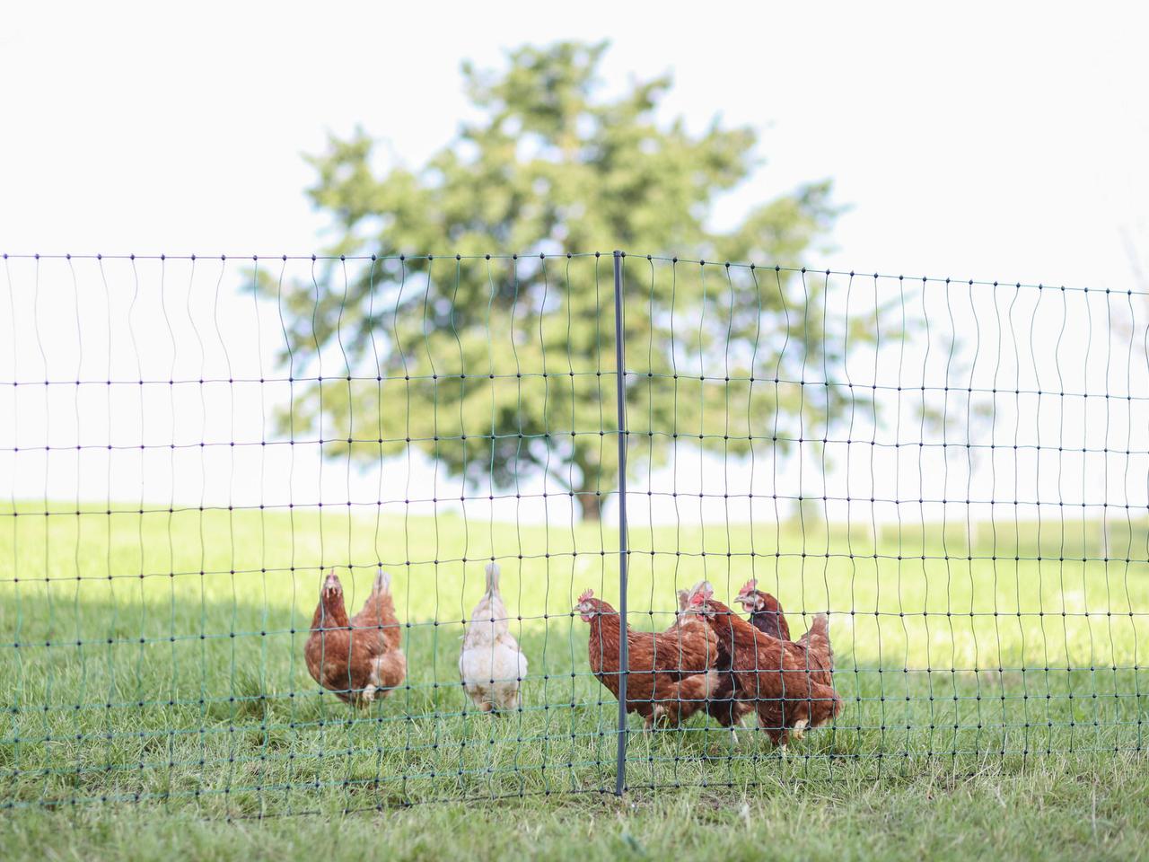 Premium Poultry Net