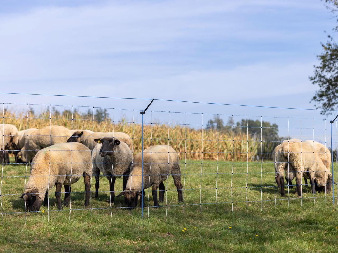 Supplementary Set for Pasture Nets WolfStop