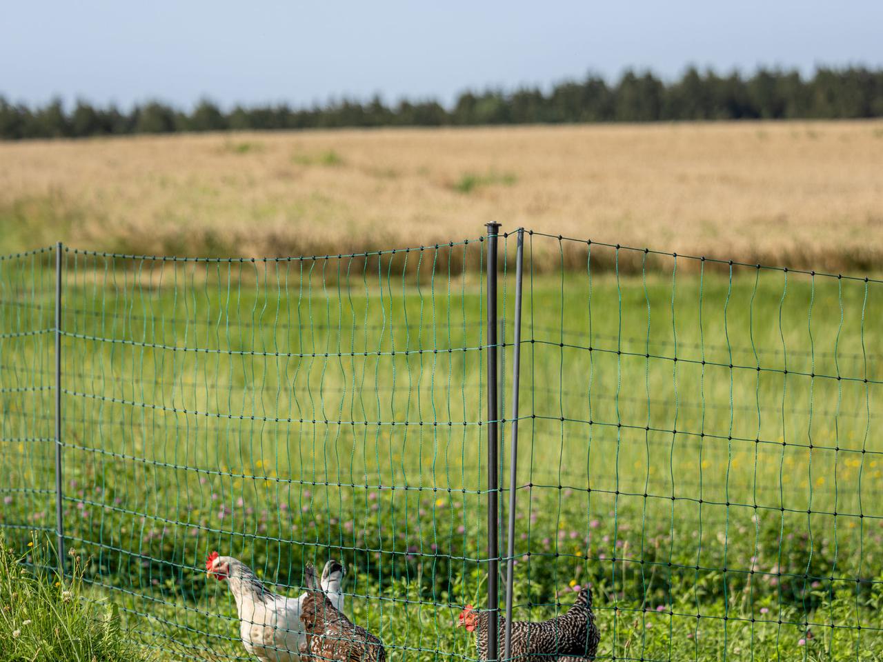 Premium Poultry Net