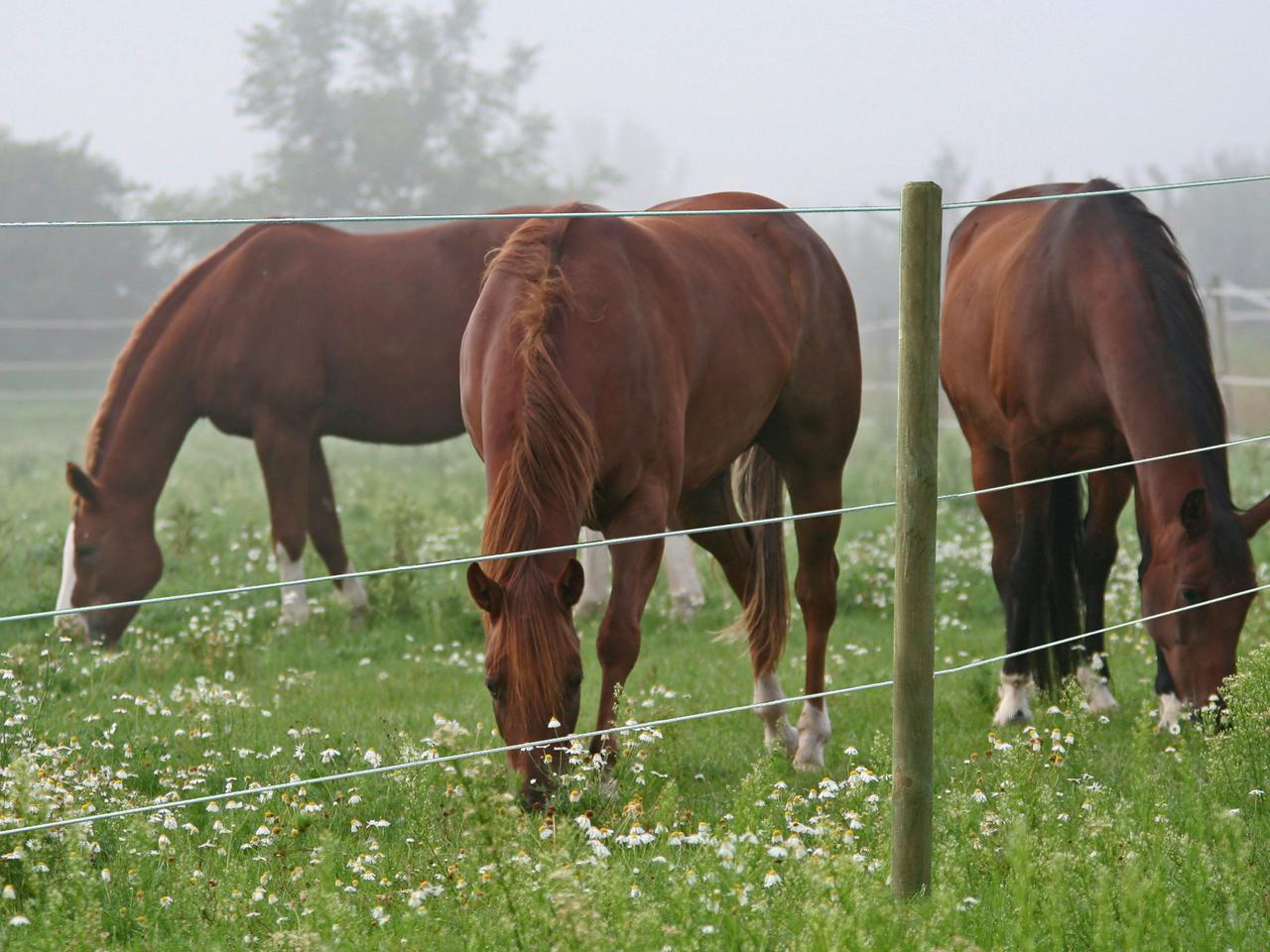 Premium Horse Wire