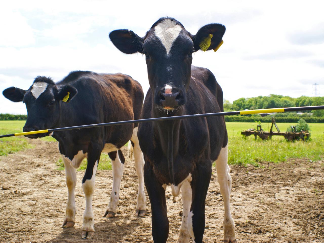 Electric Cattle Gate Electro Gate