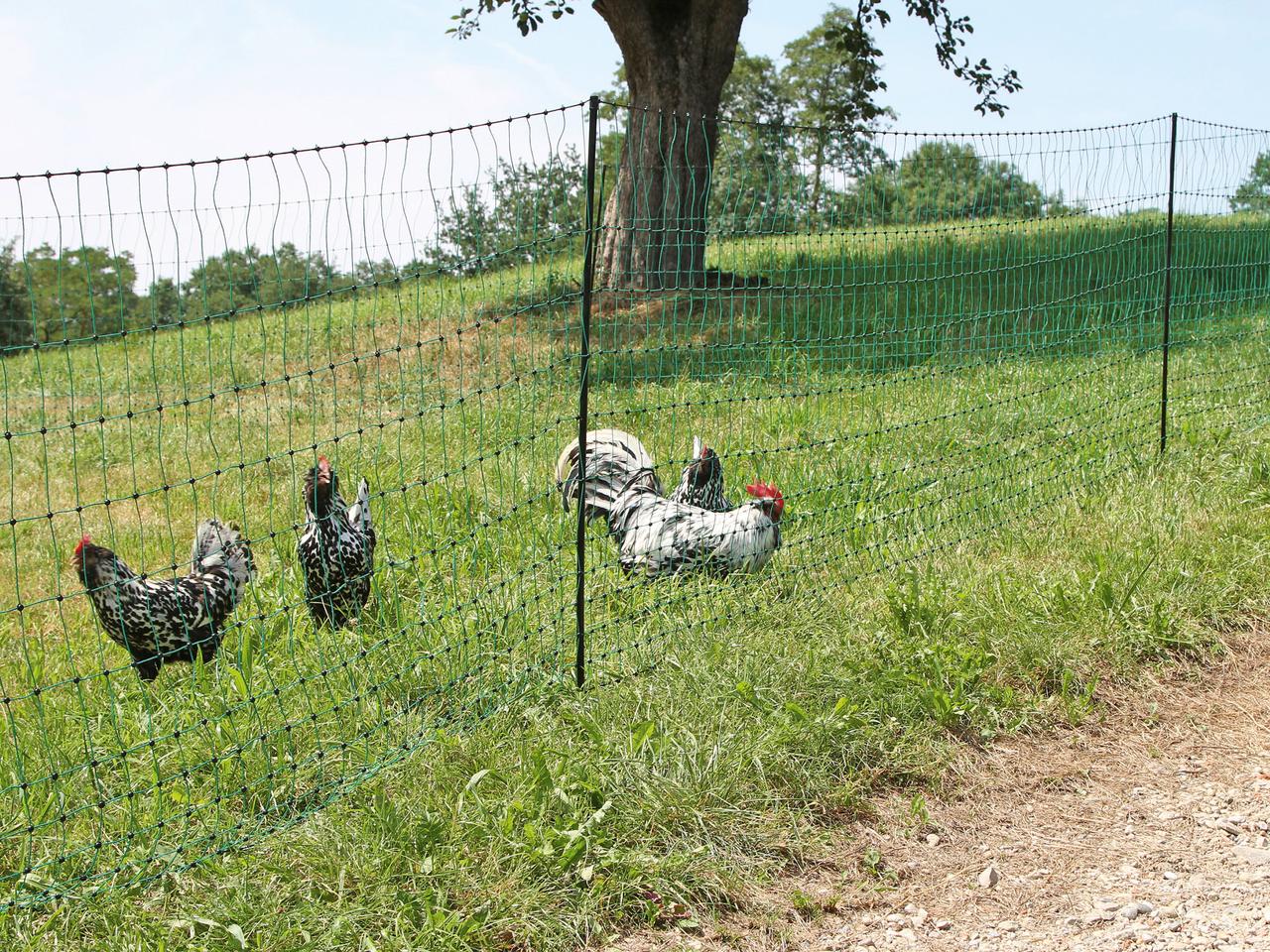 Poultry Netting