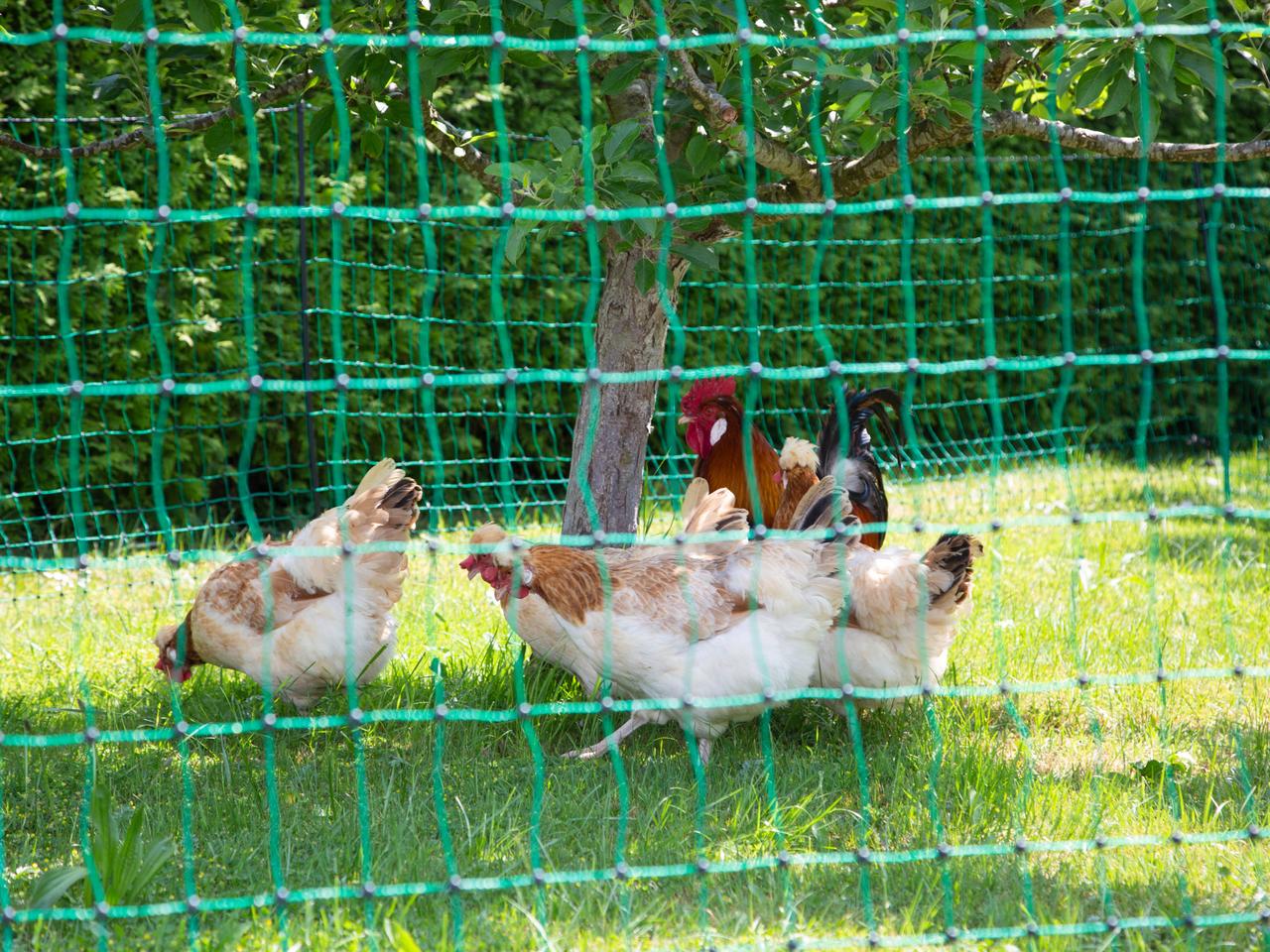 Poultry Netting