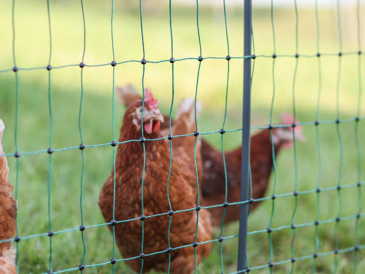 Premium Poultry Net