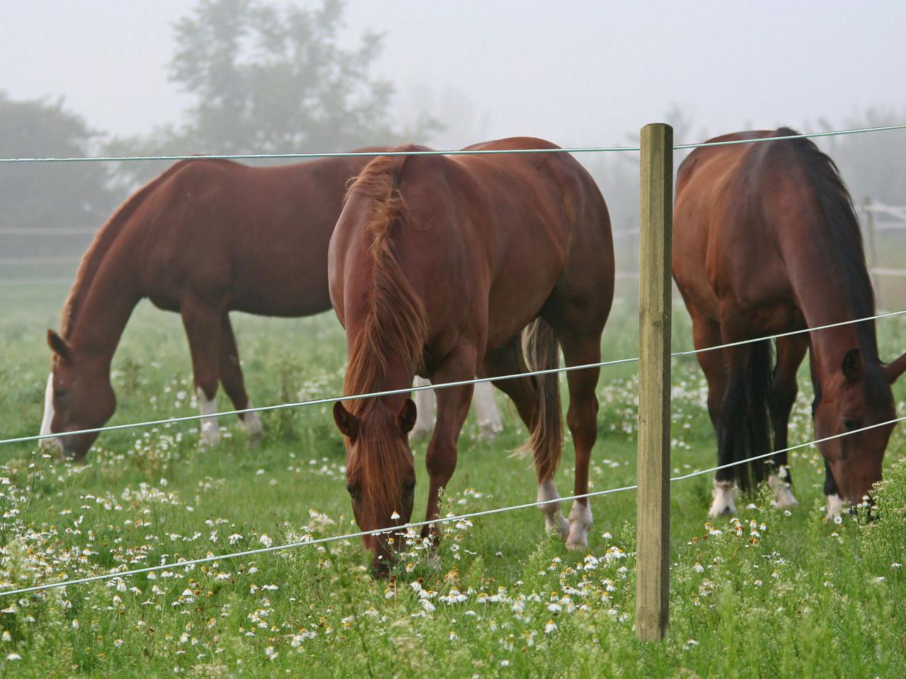 Premium Horse Wire