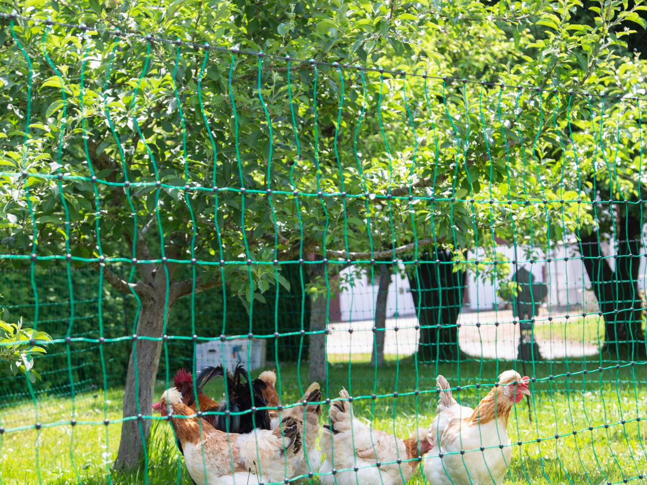 Poultry Netting